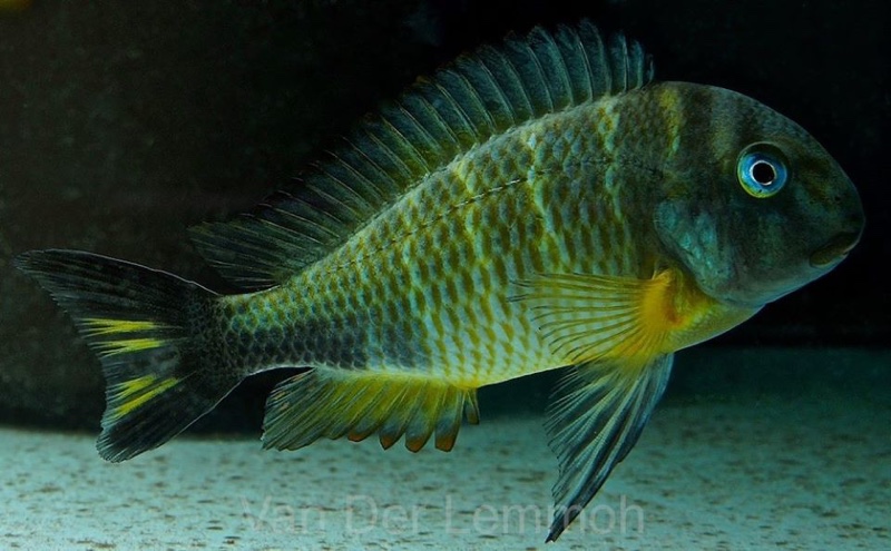 Tropheus sp. 'crescentic' Mkuyu